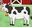 Story Time: Cows