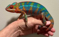 Little Creatures Co.png